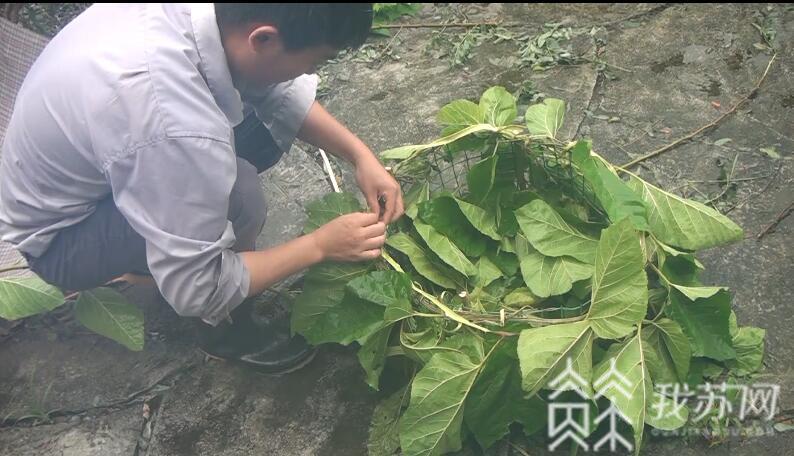长颈鹿■吃“树叶蛋糕”做“颈部SPA”，江苏首只人工育幼长颈鹿举行“成鹿礼”