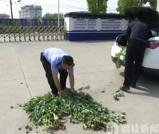 「」看到这种花请报警 警方铲除非法种植罂粟