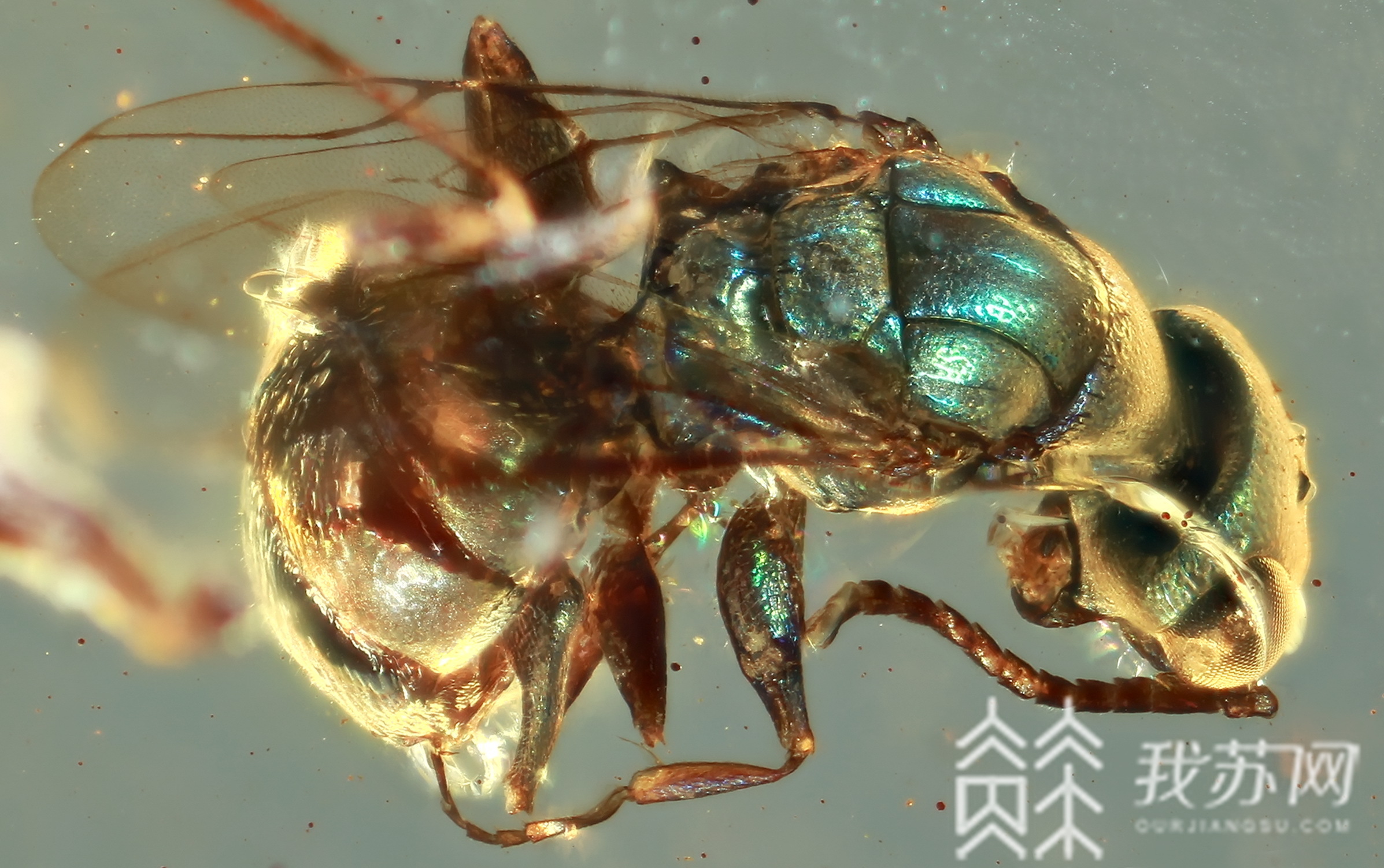 ■科学新发现:一亿年前的昆虫长这样