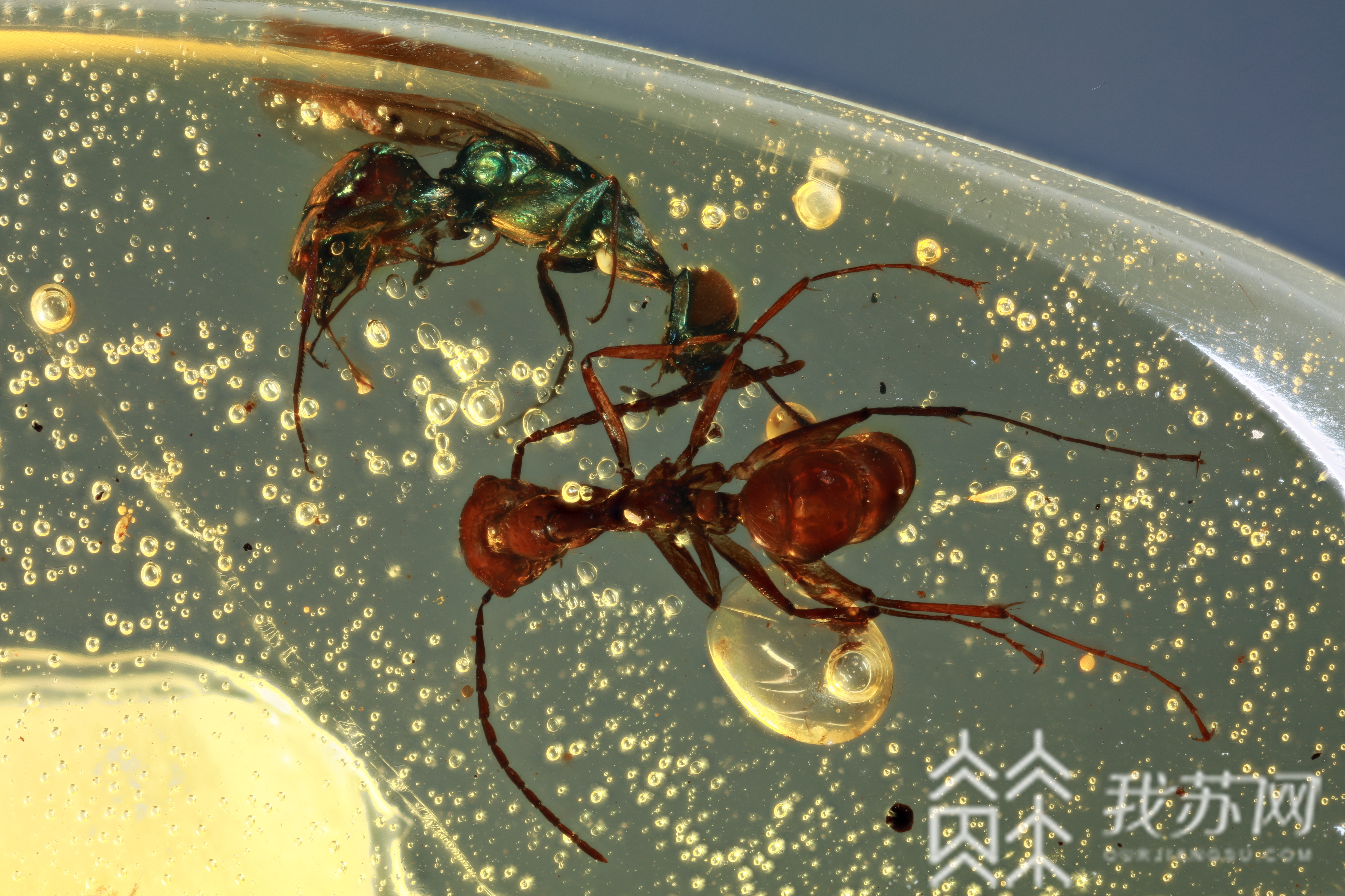 ■科学新发现:一亿年前的昆虫长这样