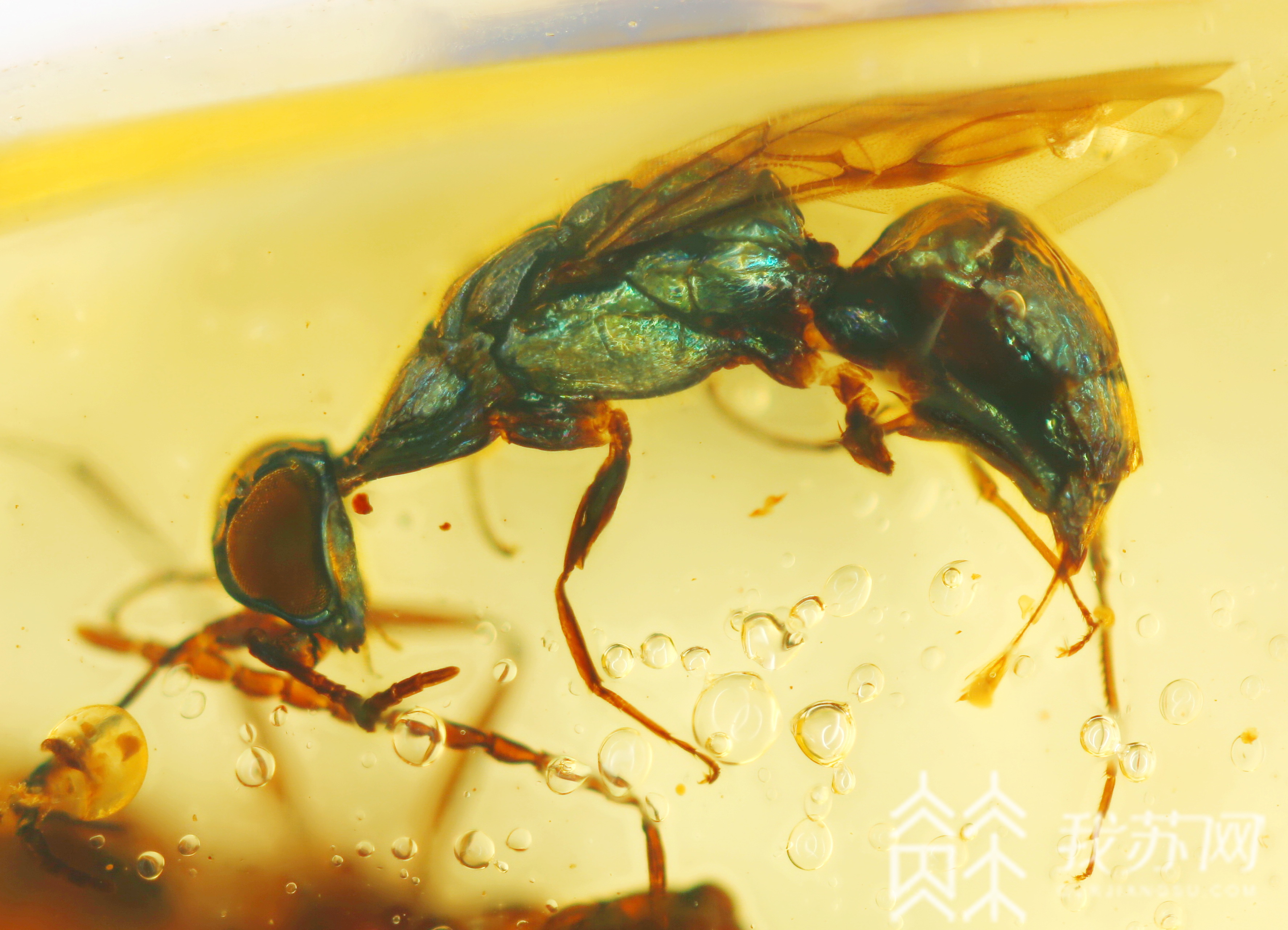 ■科学新发现:一亿年前的昆虫长这样