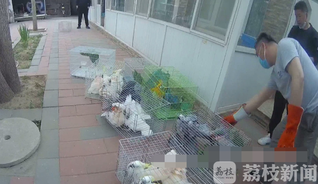野生动物：竟然牵出一起非法贩卖野生动物案 寻鸟警情
