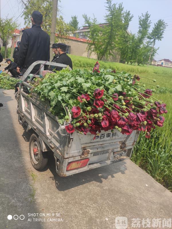 种植■男子非法种植罂粟“治”肠胃炎，涉嫌犯罪被警方查处