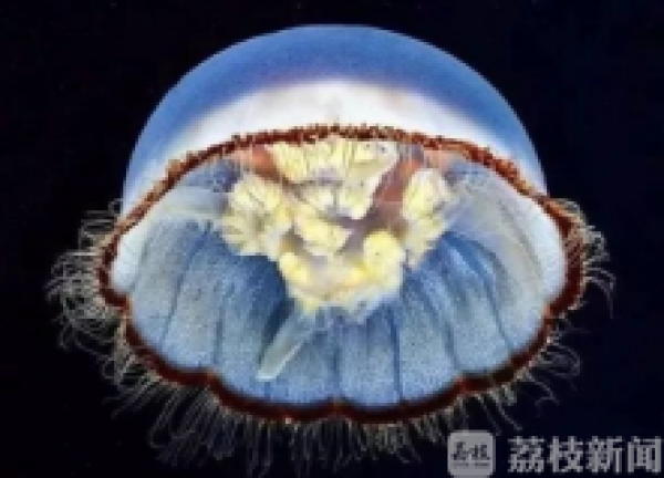 一小伙海边游泳 竟被这东西送进医院！