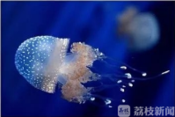 一小伙海边游泳 竟被这东西送进医院！