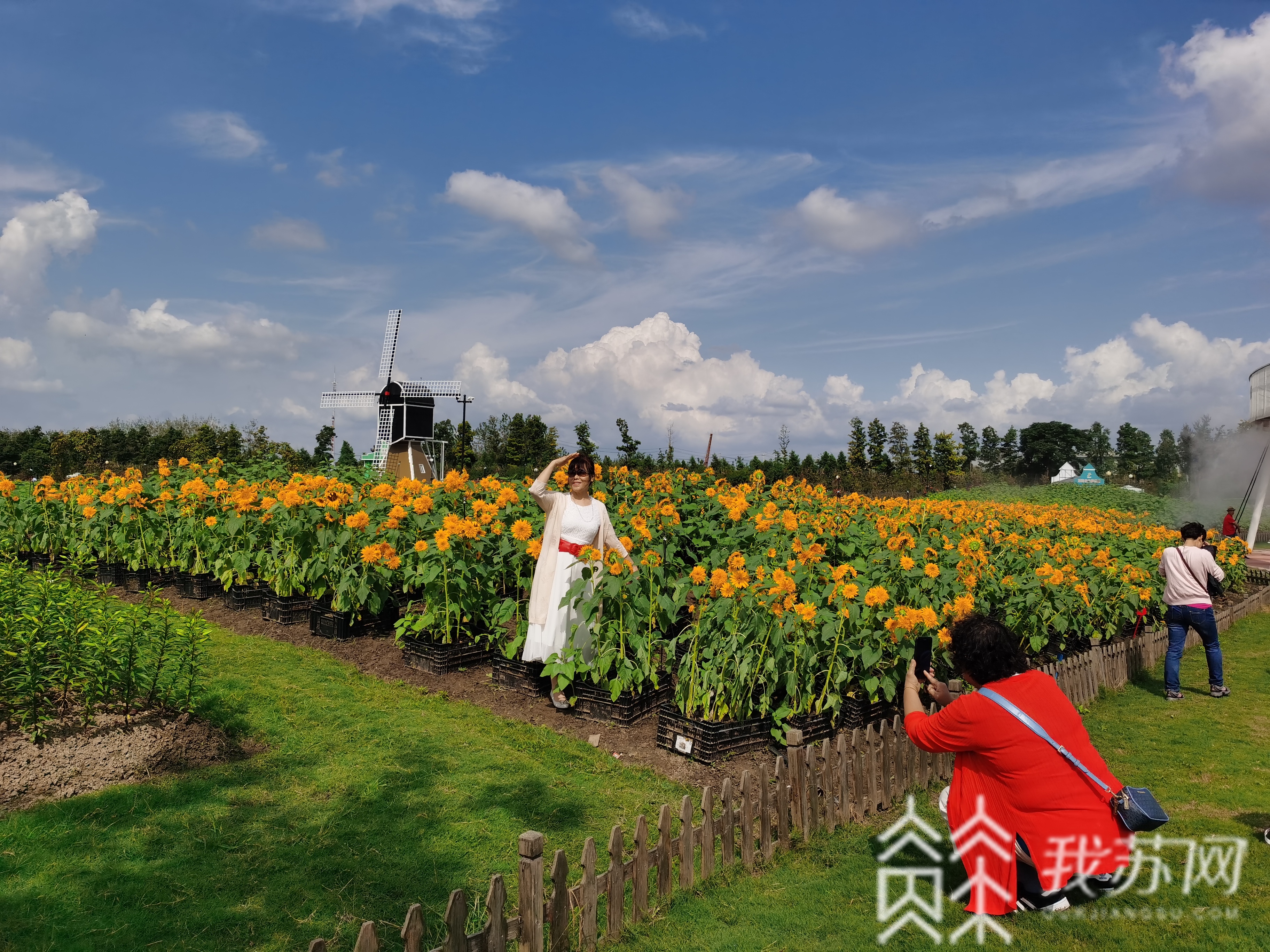 『花海』荷兰花海百合花文化月启幕 王潮歌获“盐城市荣誉市民”称号