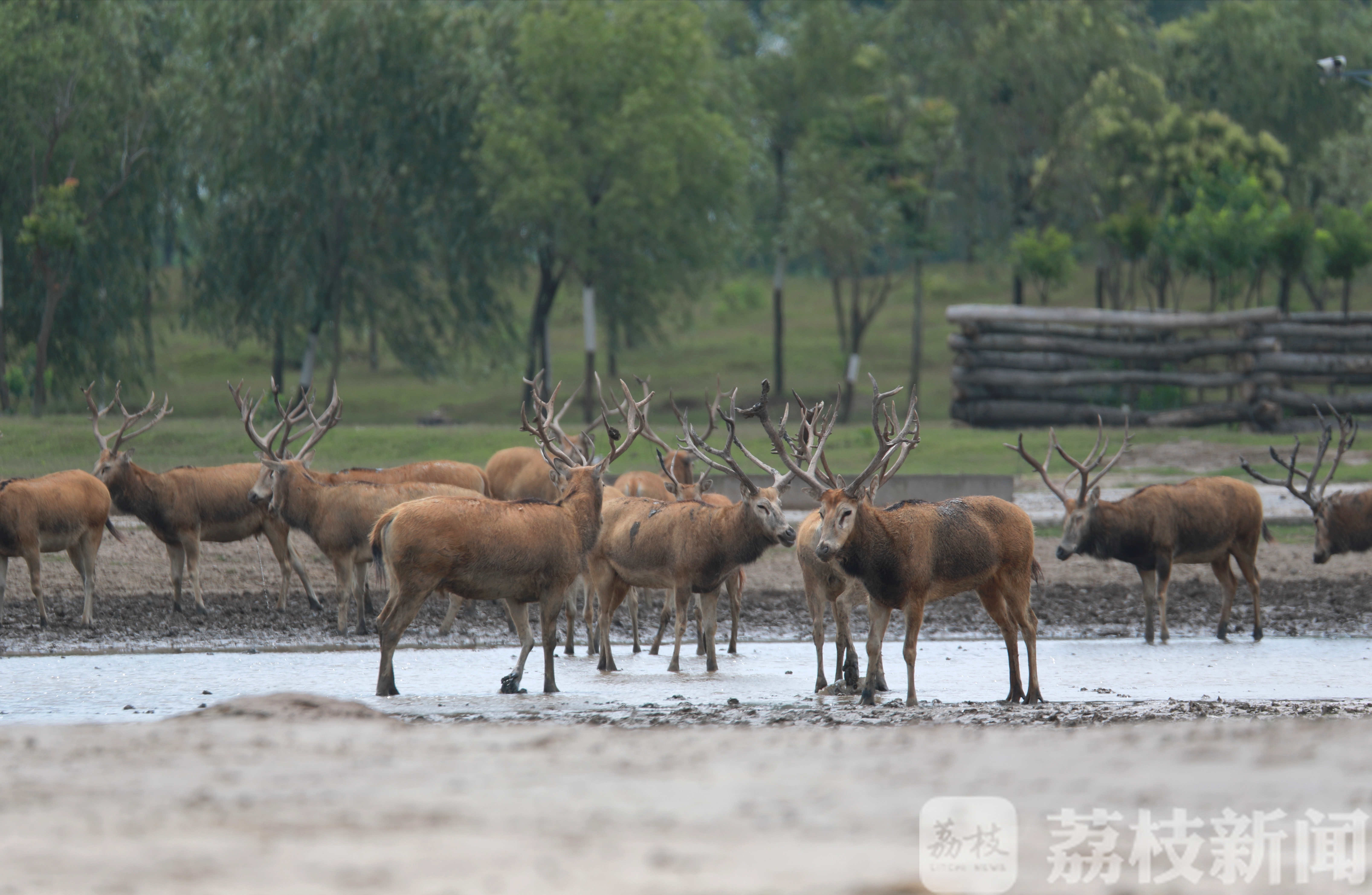 鹿角■“鹿王争霸”精彩上演，数百头雄鹿角逐“王位”