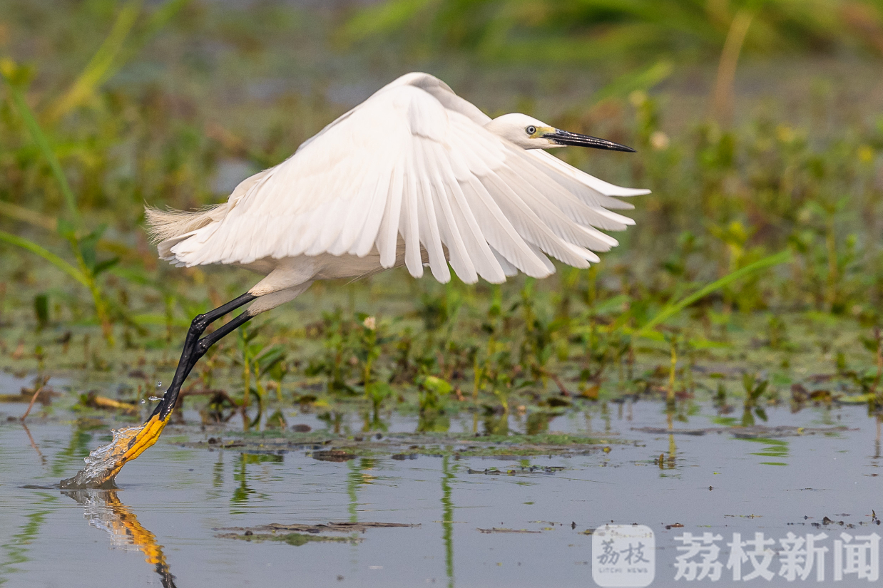 湿地■盐城九龙口：湿地修复引来万鸟栖息