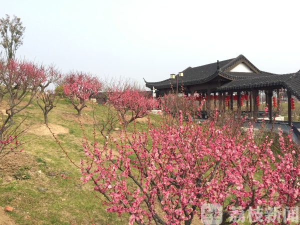 看花海、游森林、逛古街……盐城17家室外景区首批恢复开放