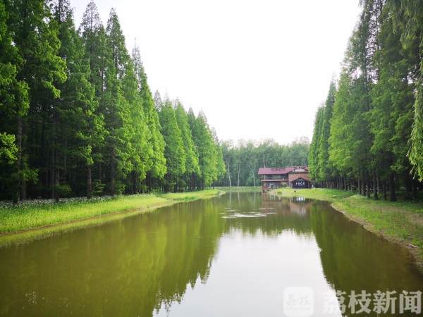 看花海、游森林、逛古街……盐城17家室外景区首批恢复开放