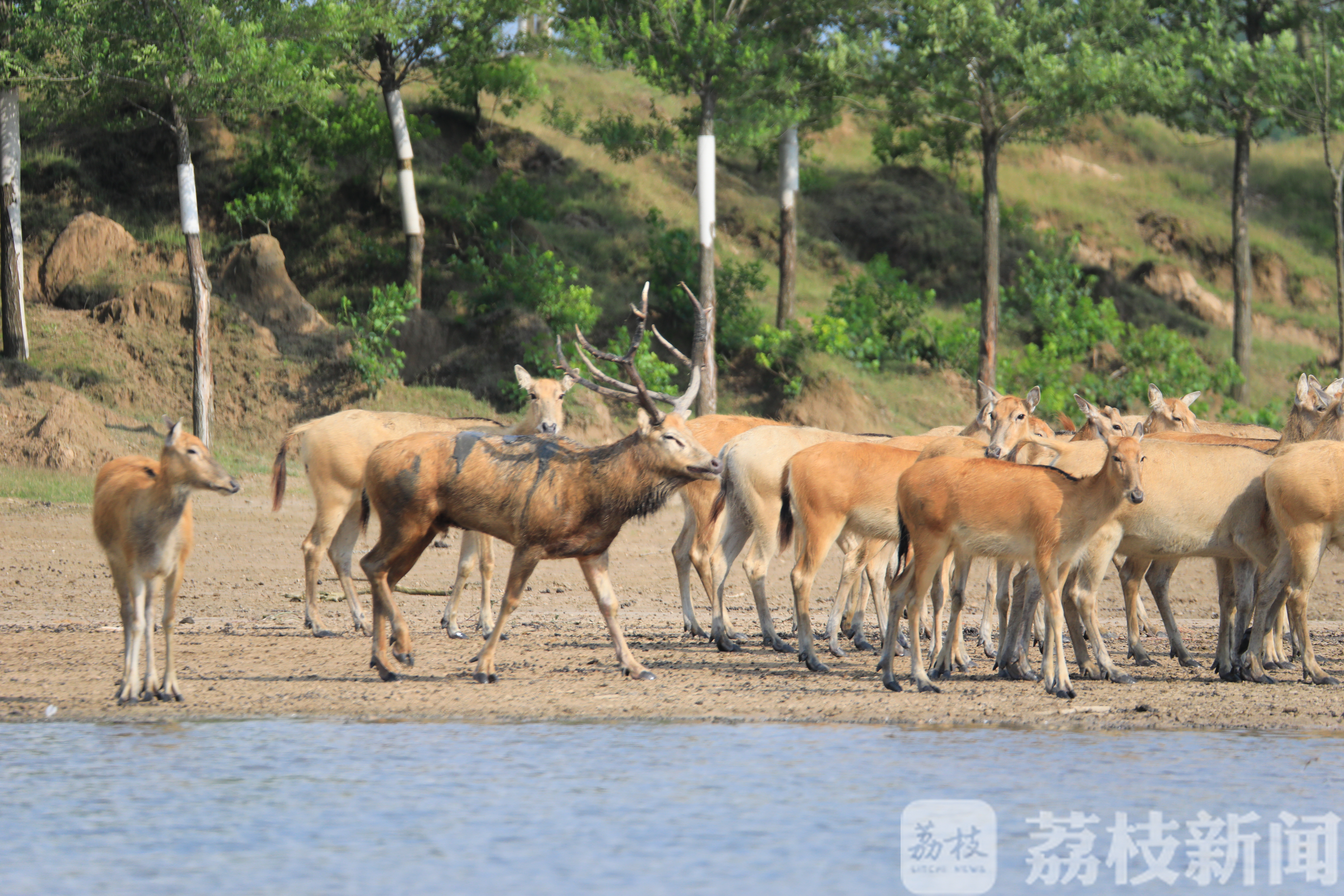 鹿角■“鹿王争霸”精彩上演，数百头雄鹿角逐“王位”