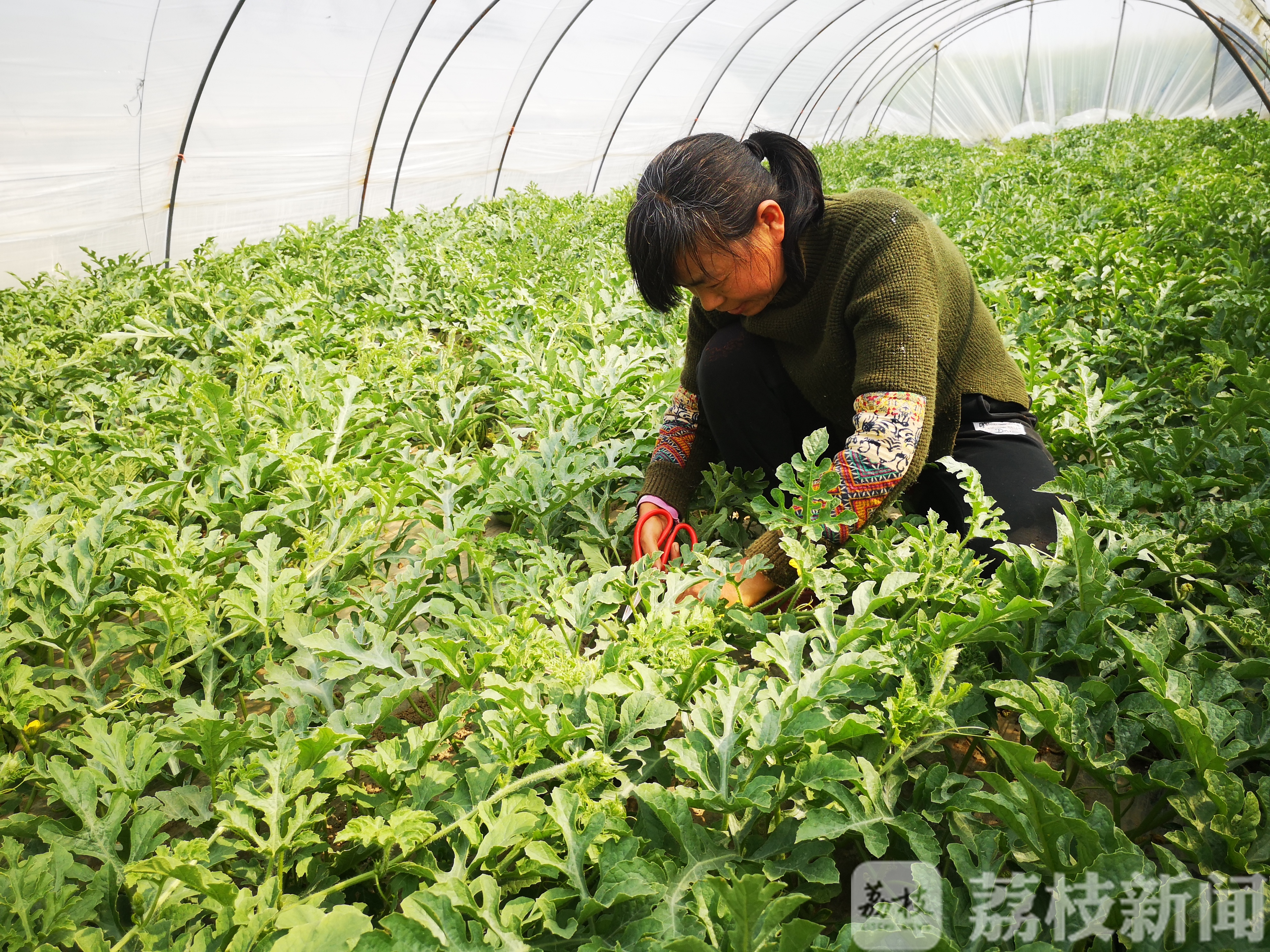 西瓜■东台兰址：昔日“拦路止”，今朝“楼在绿中、人在景中”特色田园村