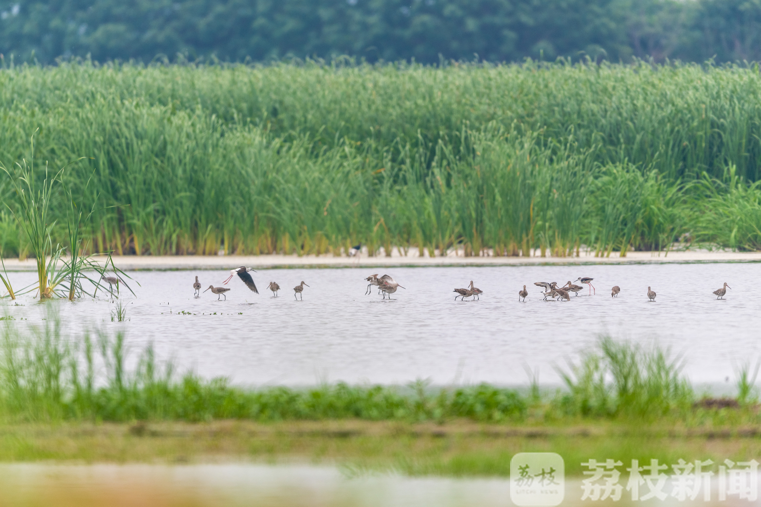 湿地■盐城九龙口：湿地修复引来万鸟栖息