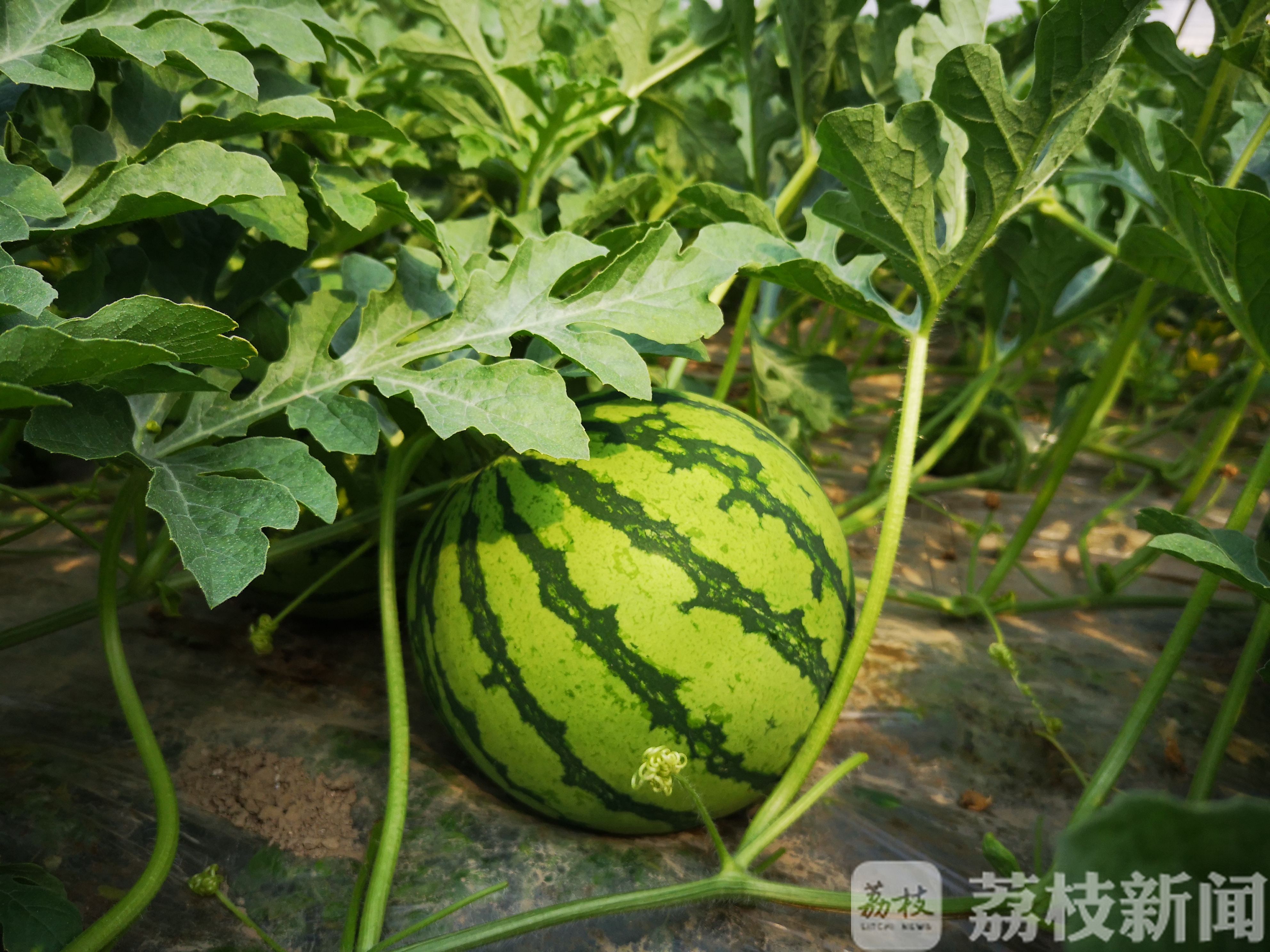 西瓜■东台兰址：昔日“拦路止”，今朝“楼在绿中、人在景中”特色田园村