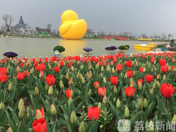 看花海、游森林、逛古街……盐城17家室外景区首批恢复开放