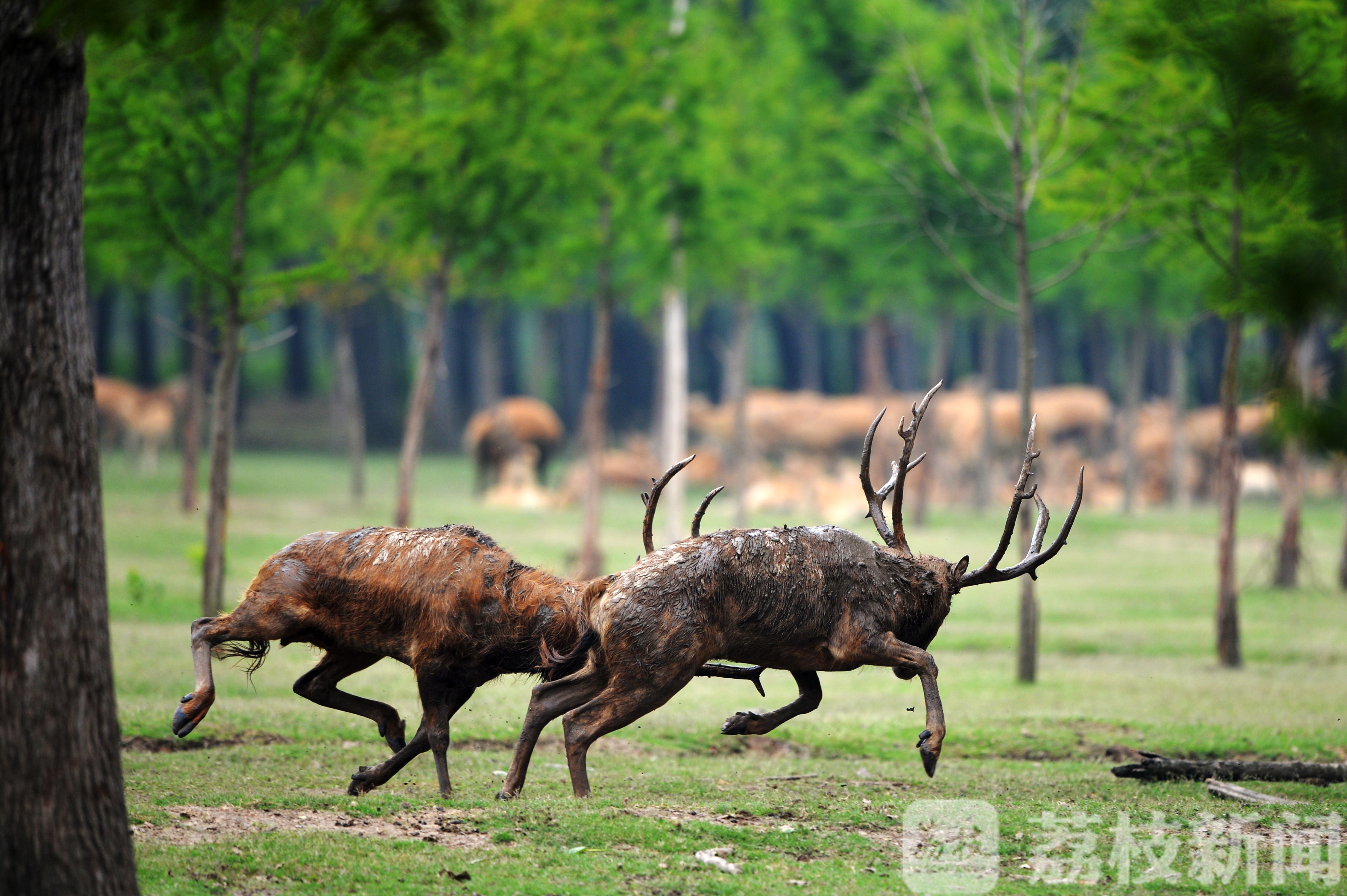鹿角■“鹿王争霸”精彩上演，数百头雄鹿角逐“王位”