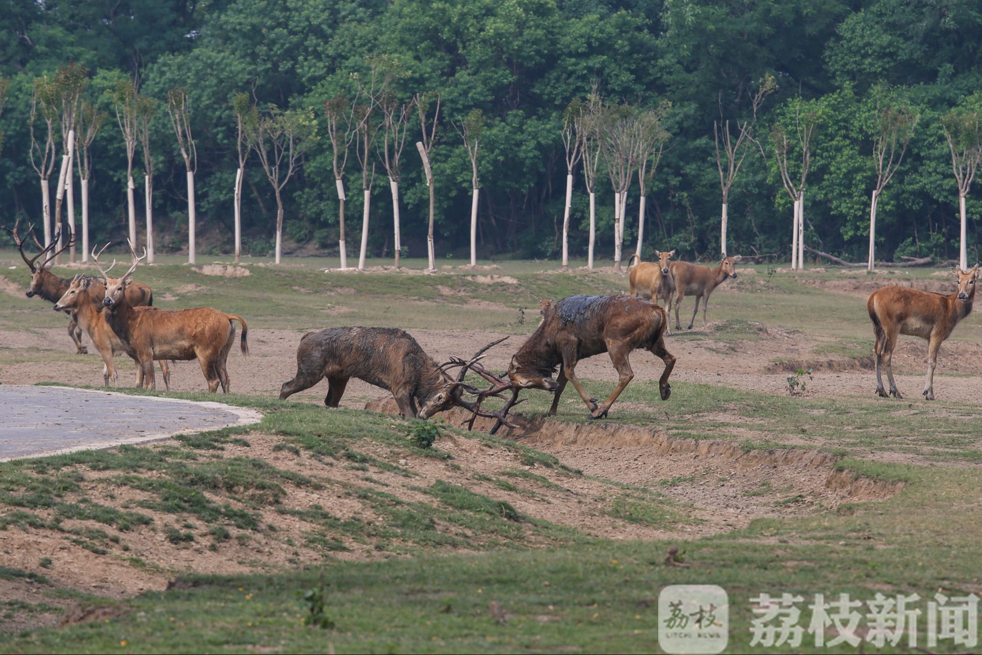 鹿角■“鹿王争霸”精彩上演，数百头雄鹿角逐“王位”