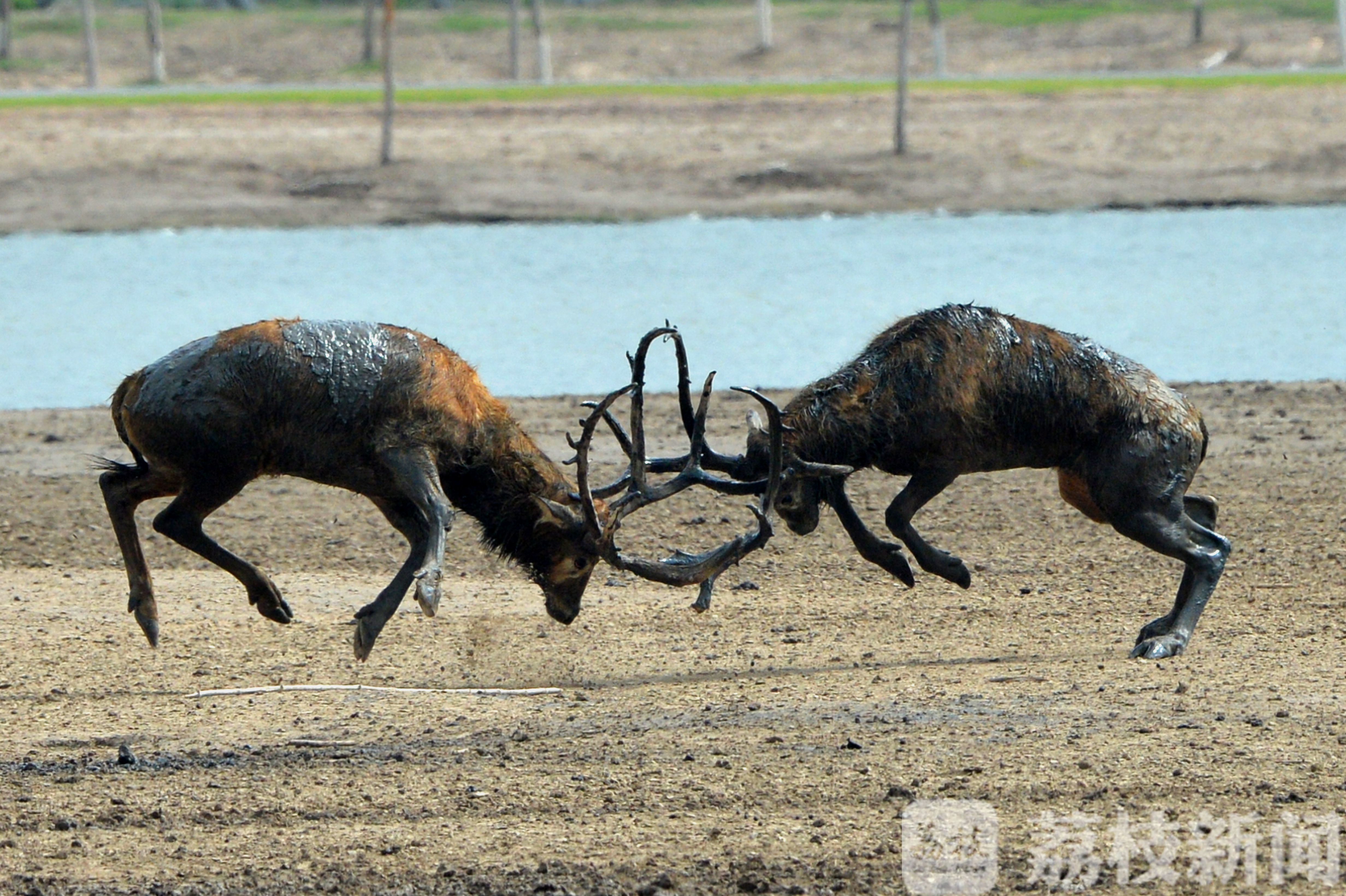 鹿角■“鹿王争霸”精彩上演，数百头雄鹿角逐“王位”