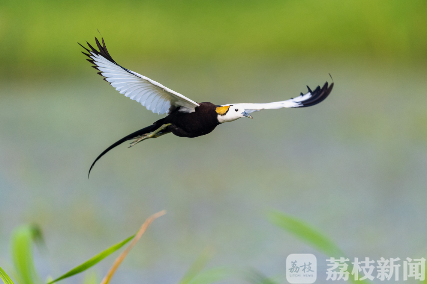湿地■盐城九龙口：湿地修复引来万鸟栖息