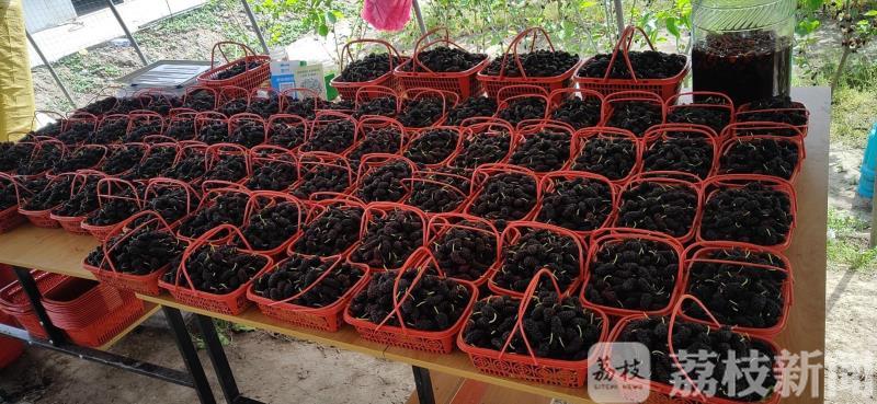 「」来兴化桑葚园品尝初夏的甜蜜 桑葚成熟季