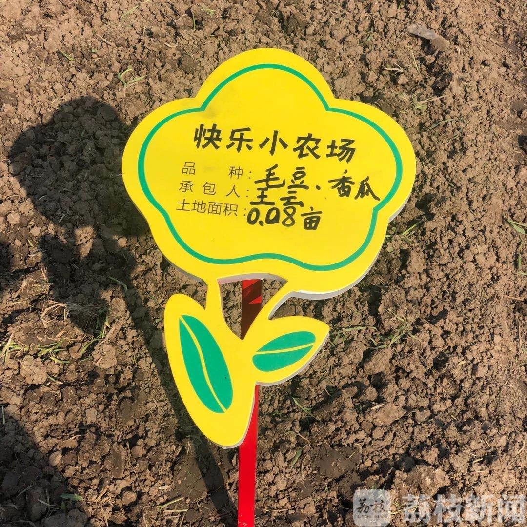 「体验」“假日菜园”泰州探索农业新业态帮助农民致富 “种采体验田”