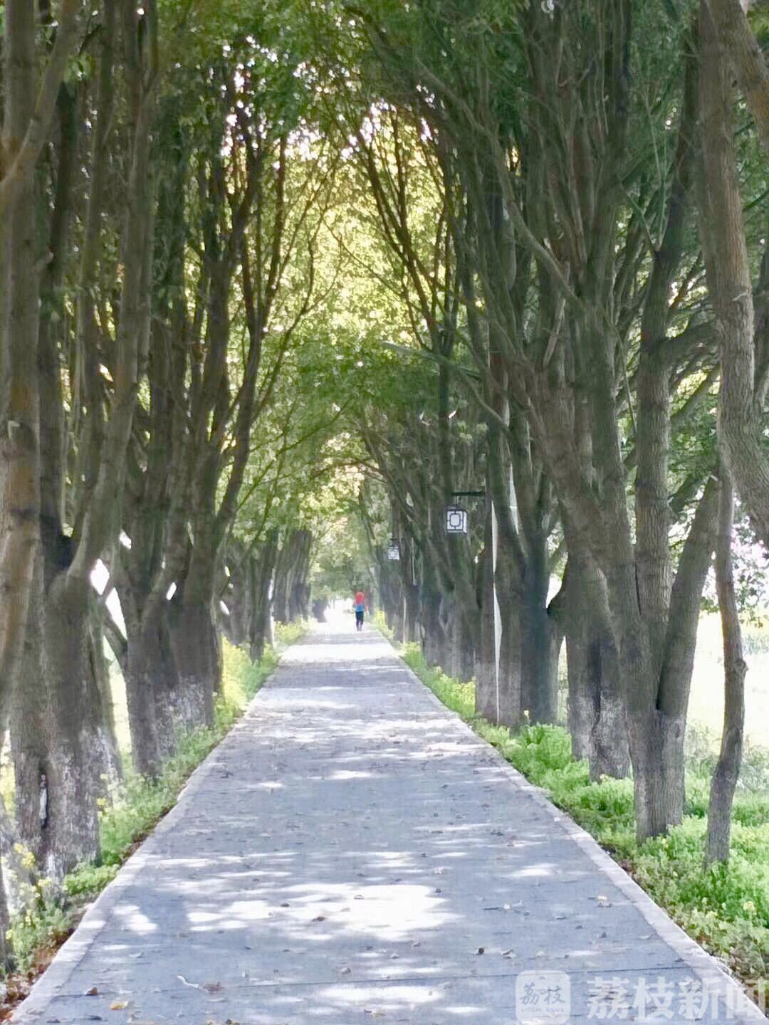 『兴化』致富百姓 兴化唐庄村：美丽风景