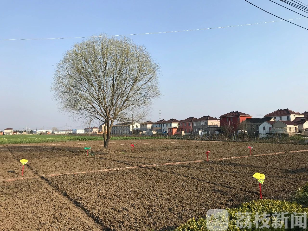 「体验」“假日菜园”泰州探索农业新业态帮助农民致富 “种采体验田”