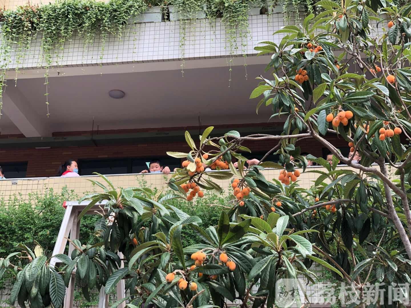 「枇杷」这所学校让孩子们来采摘 劳动教育成必修课:枇杷成熟了