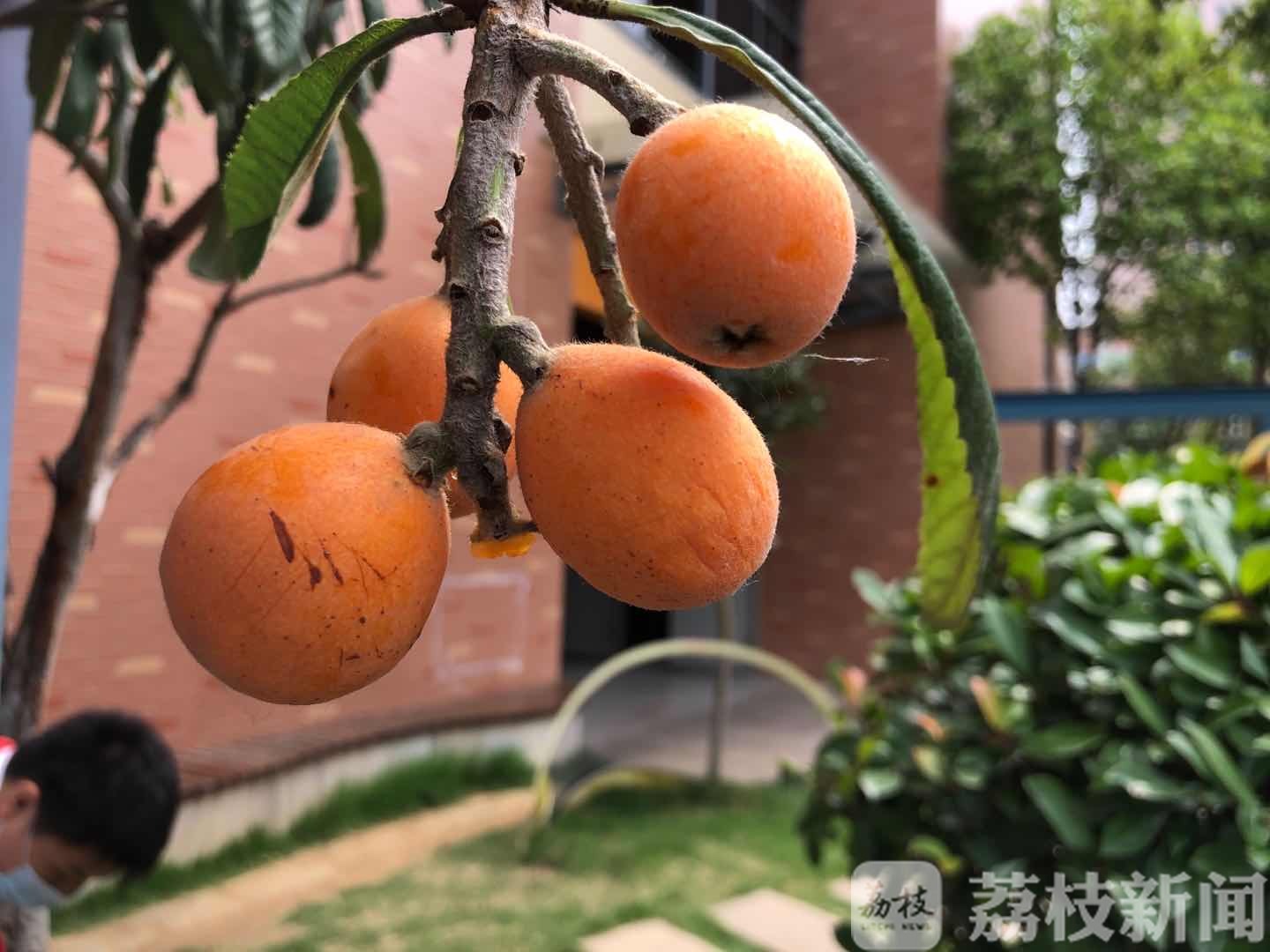 「枇杷」这所学校让孩子们来采摘 劳动教育成必修课:枇杷成熟了
