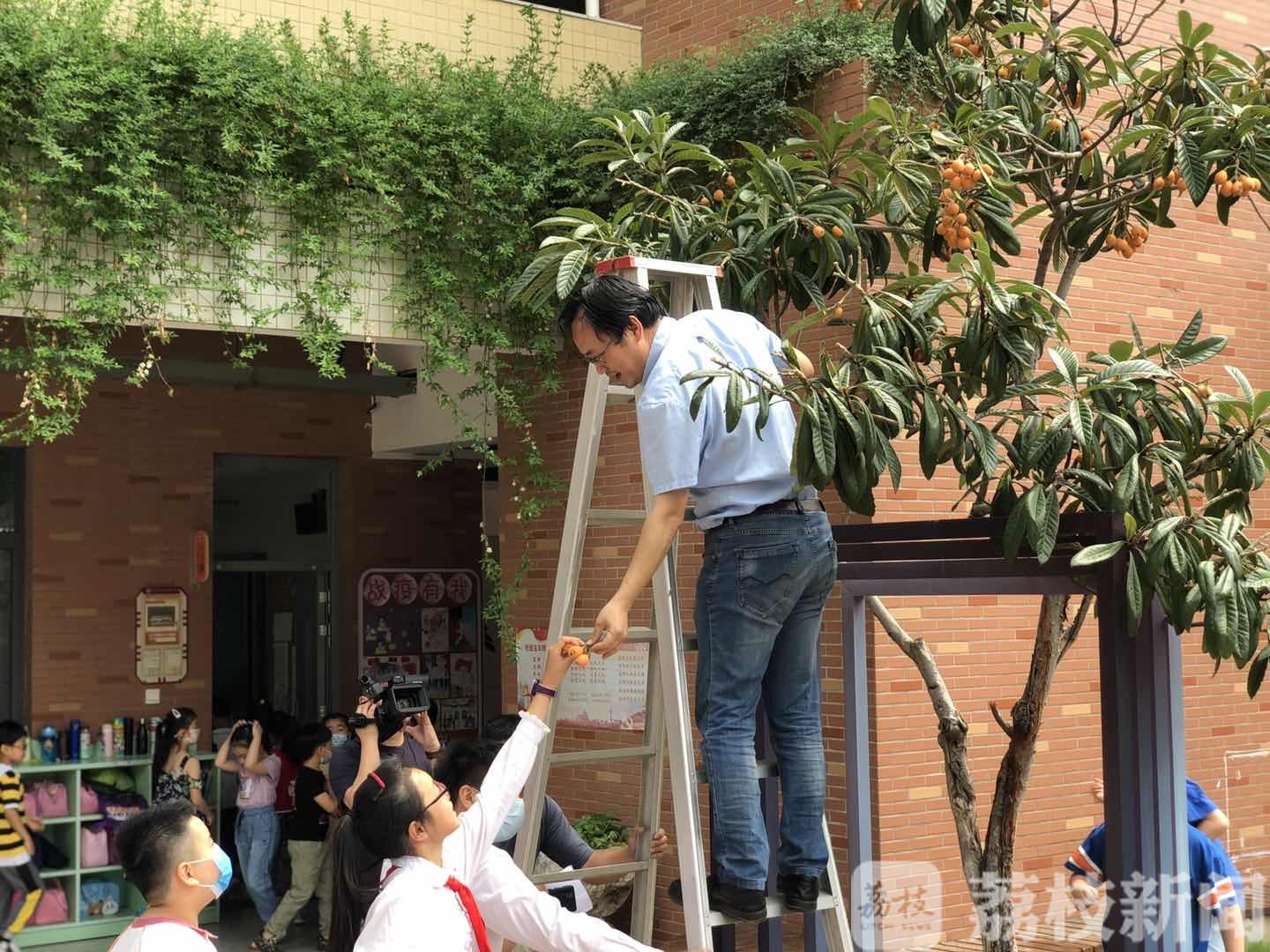 「枇杷」这所学校让孩子们来采摘 劳动教育成必修课:枇杷成熟了