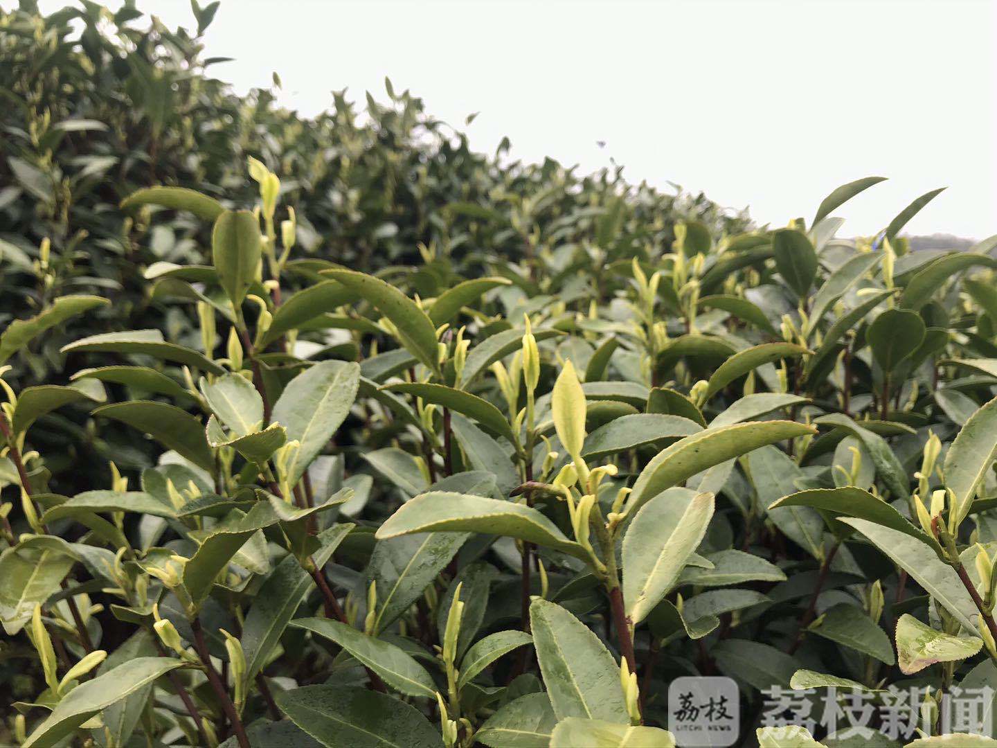 「价格」人工少价格也涨了 特级碧螺春5500元一斤 春茶上市