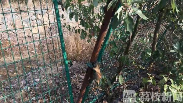 为了挖野菜 女子骑电动车在高速上逆行