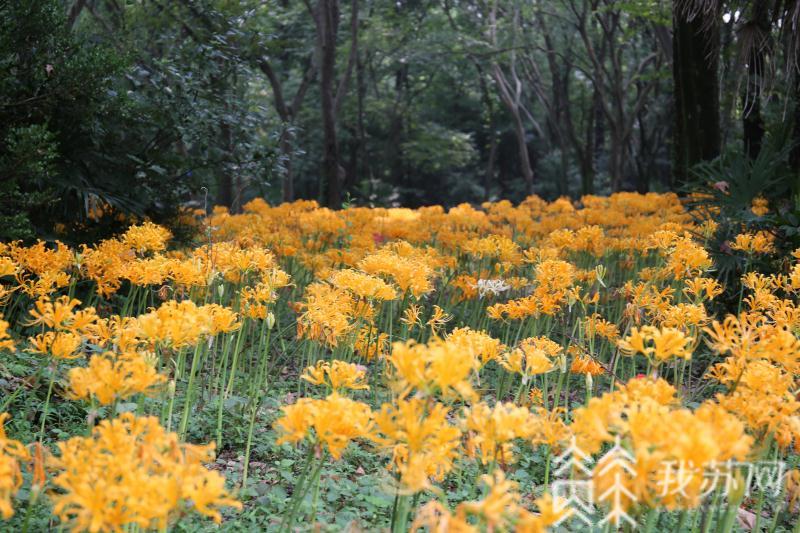 我苏今日■我苏今日8.6