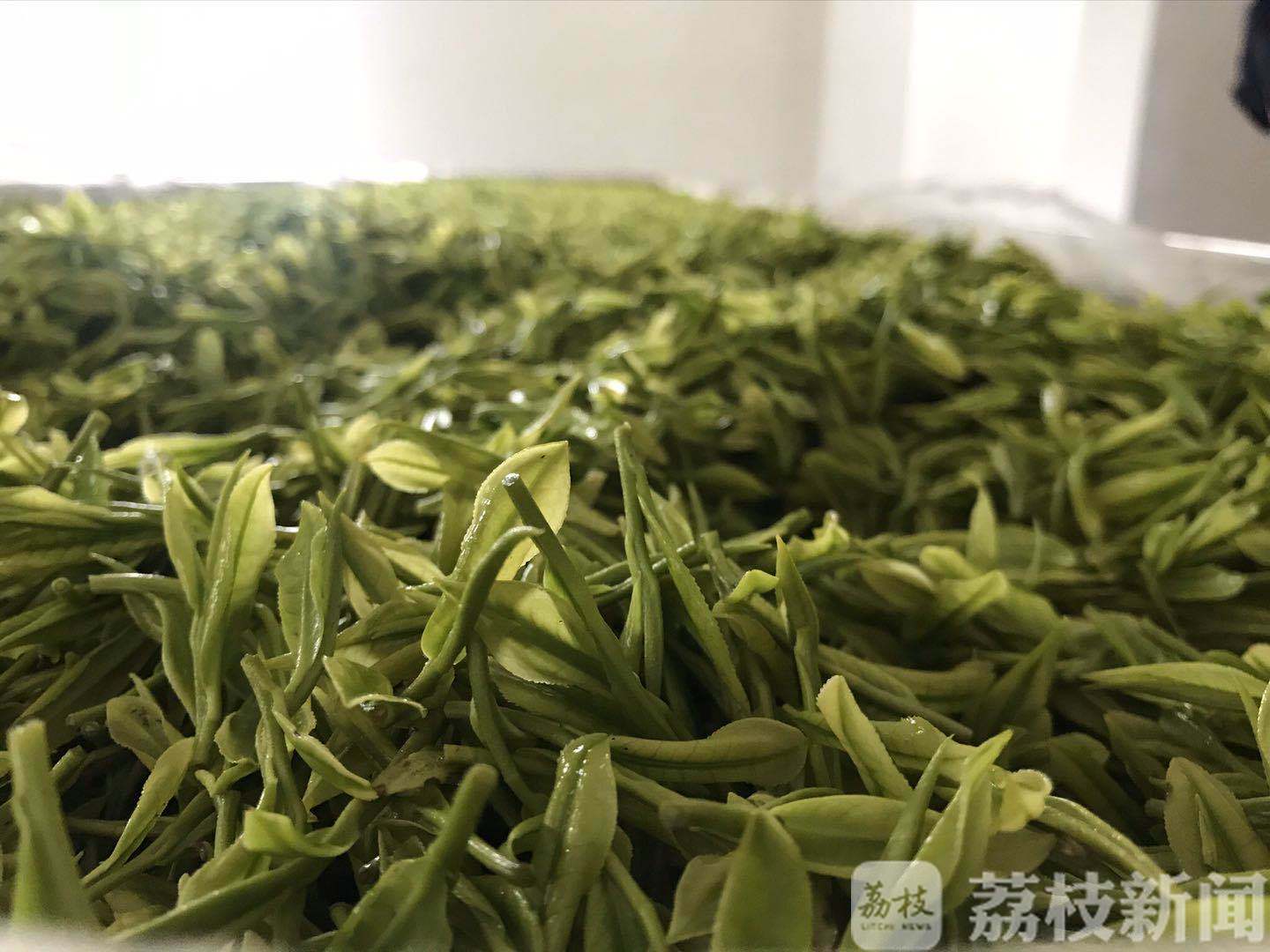 「价格」人工少价格也涨了 特级碧螺春5500元一斤 春茶上市