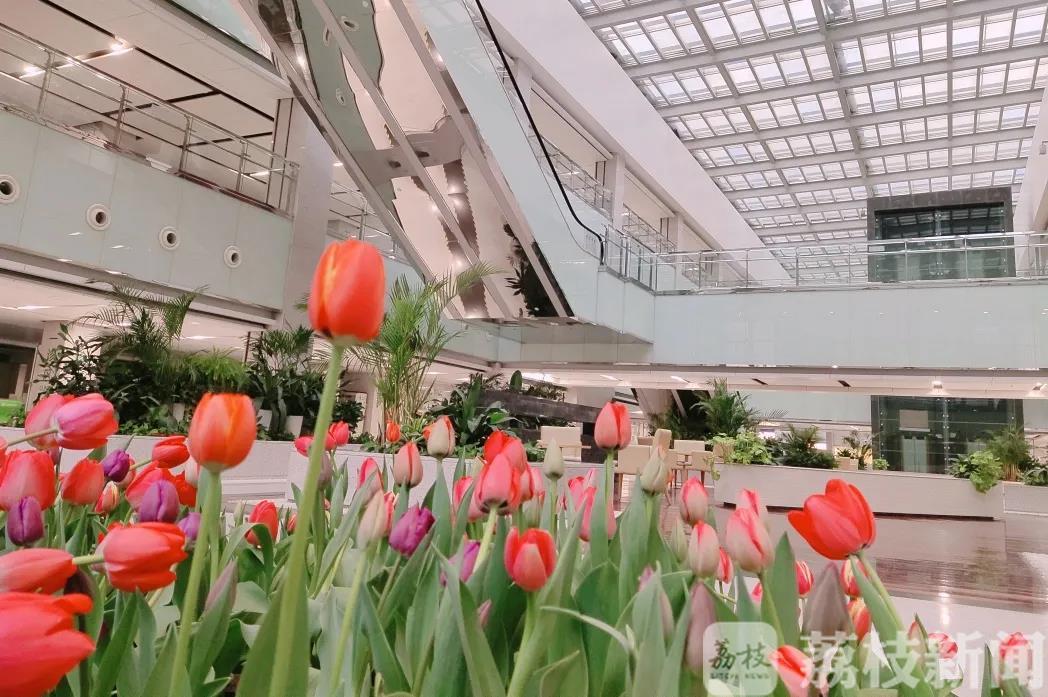 医院■医院里的花园：患者医生共享春天