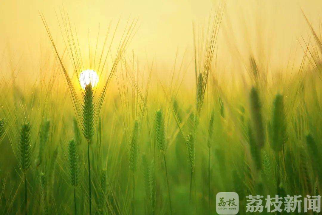 小满■关于小满养生，专家告诉你必须要知道的那些事