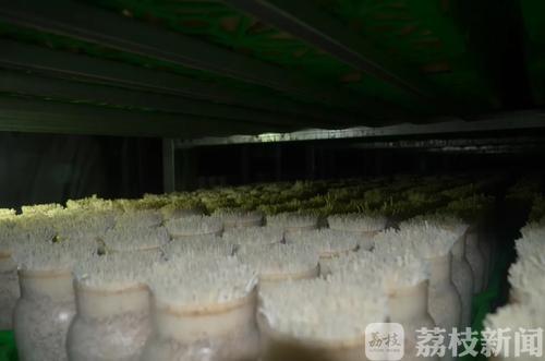 『企业』南京溧水为民企开启“菜篮子”直通车 保障种植户增收