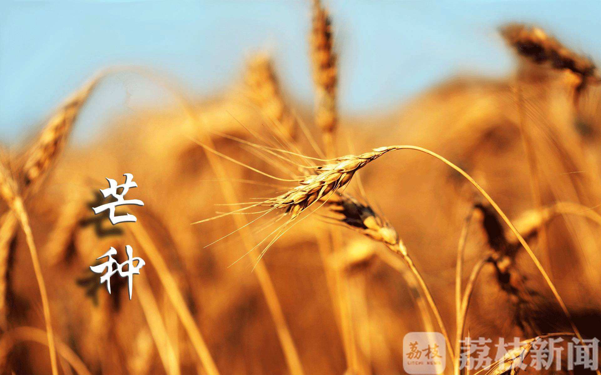 房颤■今日芒种连着明日“房颤日”，从“心”开始谈养生！