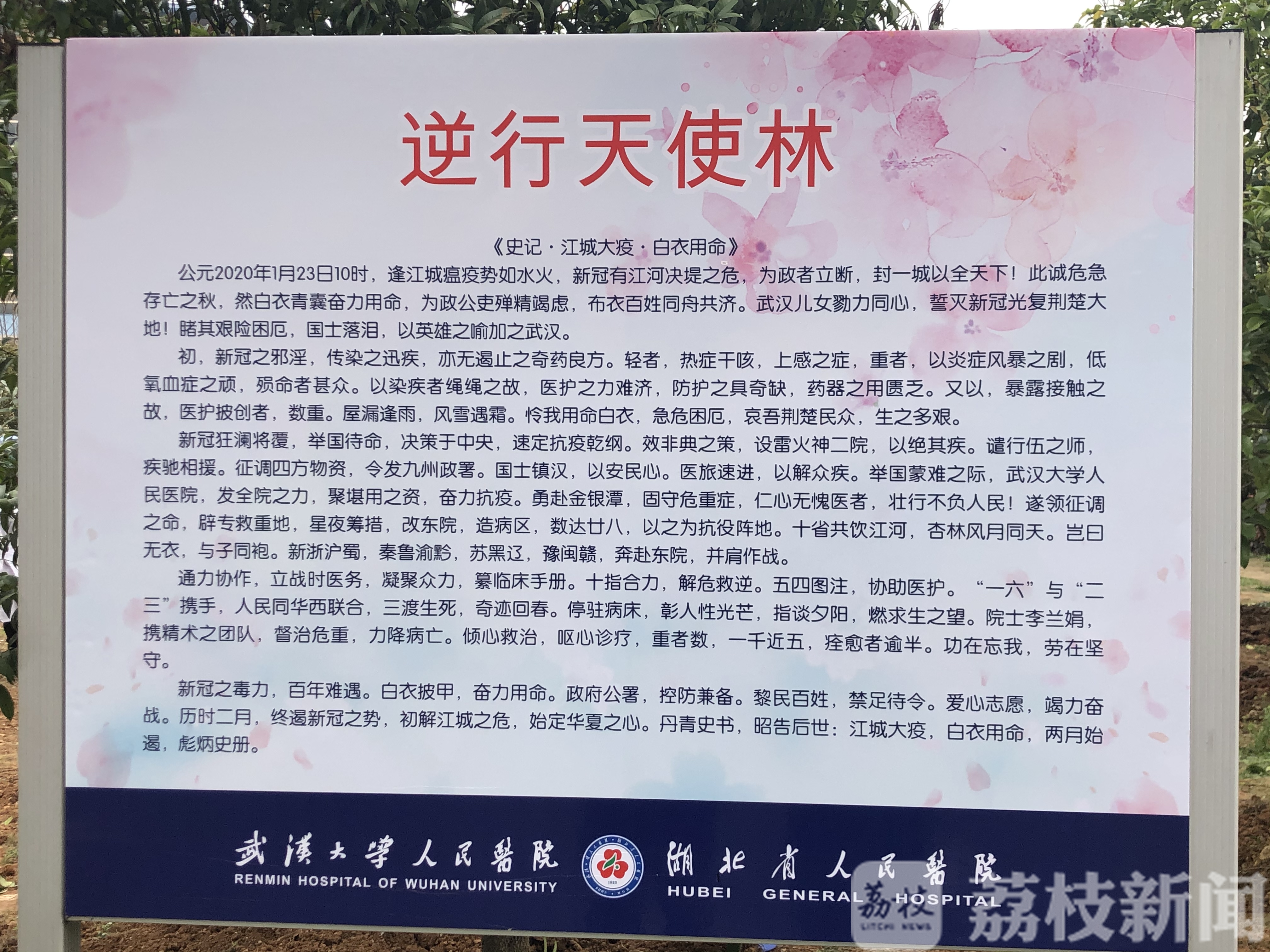 医疗队■直通武汉|李兰娟院士和南京鼓楼医院前方医疗队员共植“逆行天使林”