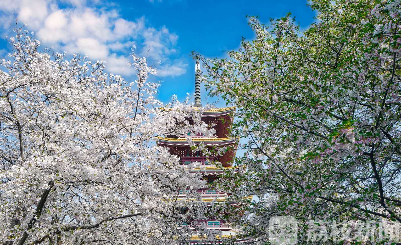 日志■武汉日志|是自己的英雄——致每一个正在同病毒战斗的你