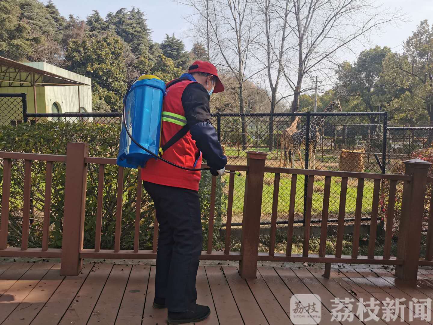『动物园』南京红山动物园今天恢复开园 看!树上挂了一只熊猫