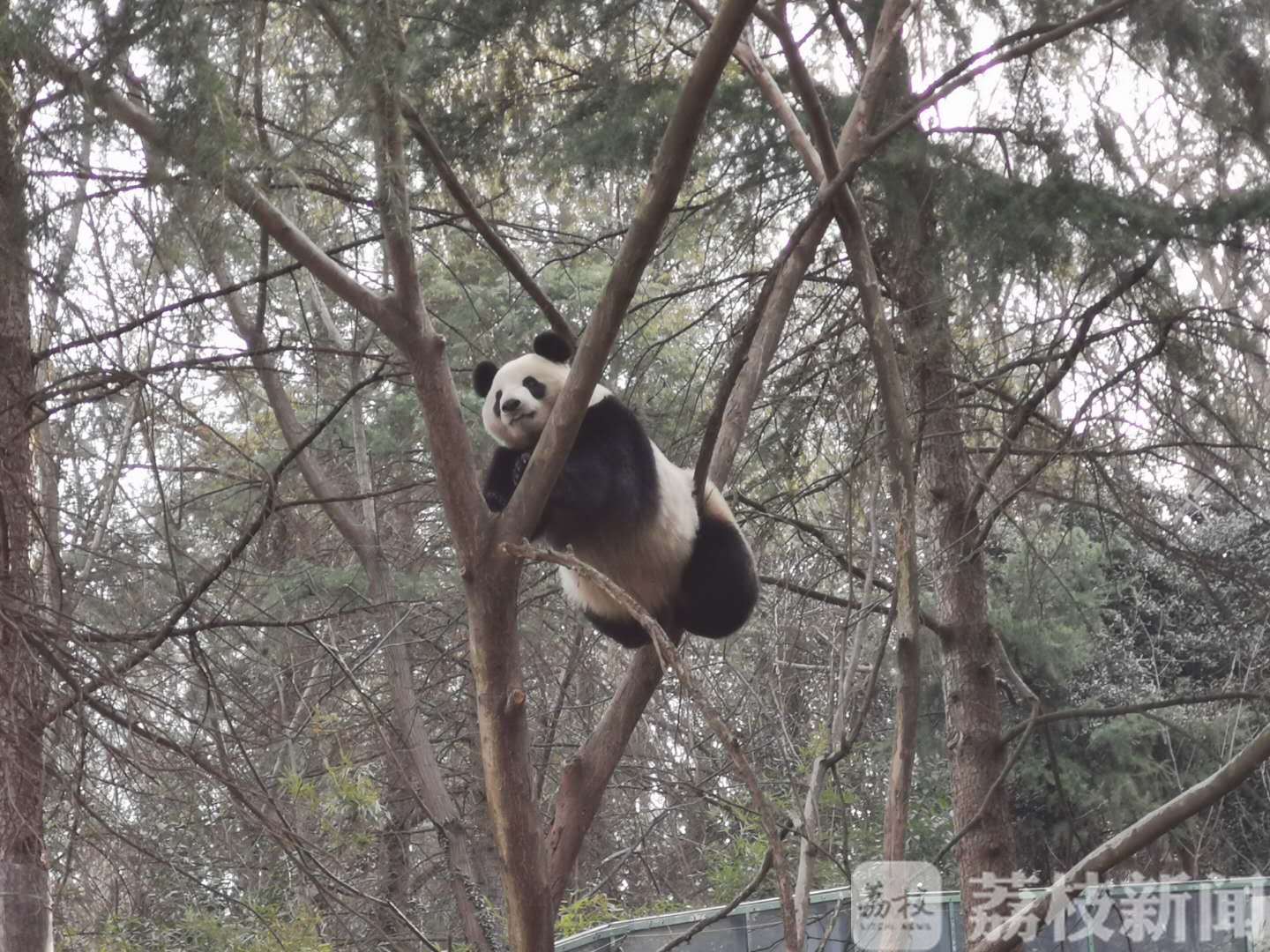 『动物园』南京红山动物园今天恢复开园 看!树上挂了一只熊猫