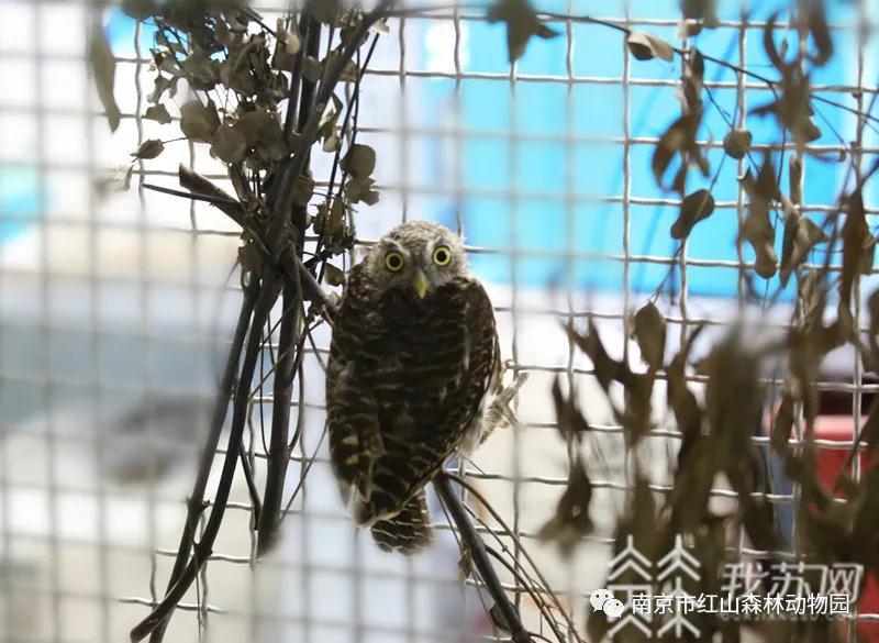 猫头鹰■如何与身边野生动物和谐相处？来南京这所“猫头鹰学校”学习吧！