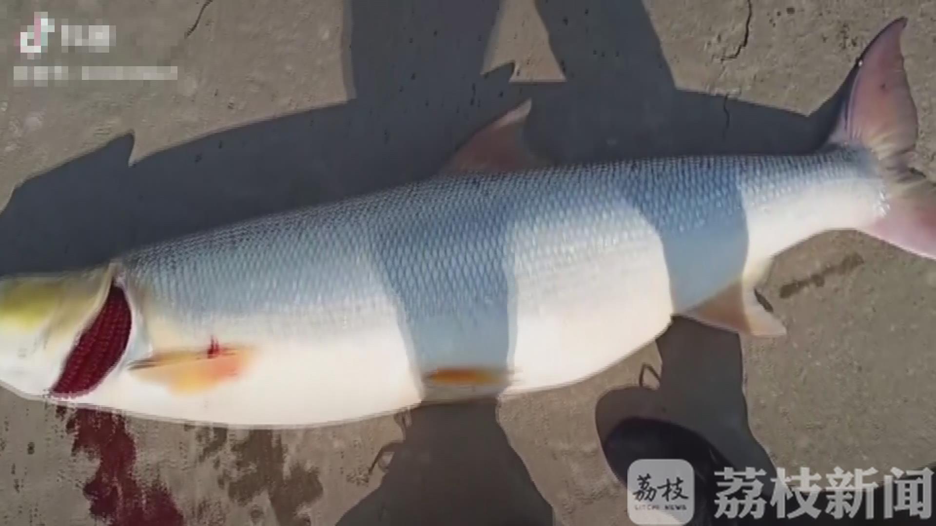 钓鱼■注意!长江里不能随便钓鱼了