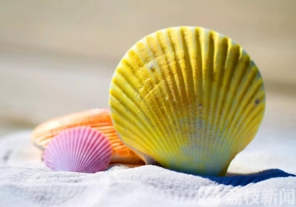 鹦鹉螺,菊石……全球稀有的贝壳类展览品现身江苏科技