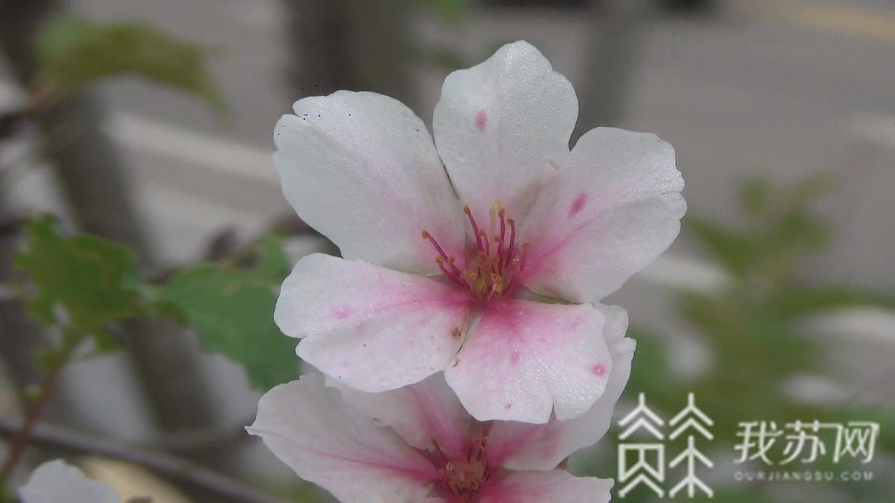 『樱花』明艳了深秋街景 幕燕樱花反季绽放