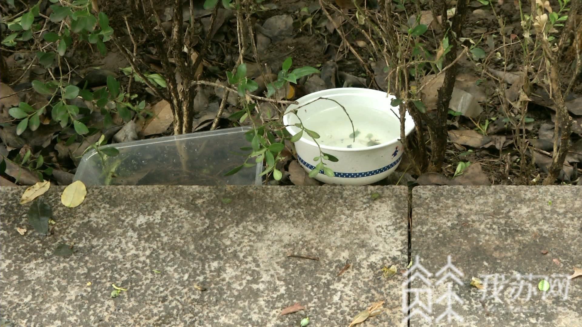 「流浪」南京一小区搭猫舍喂流浪猫惹争议丨解忧帮 驱离还是喂养?