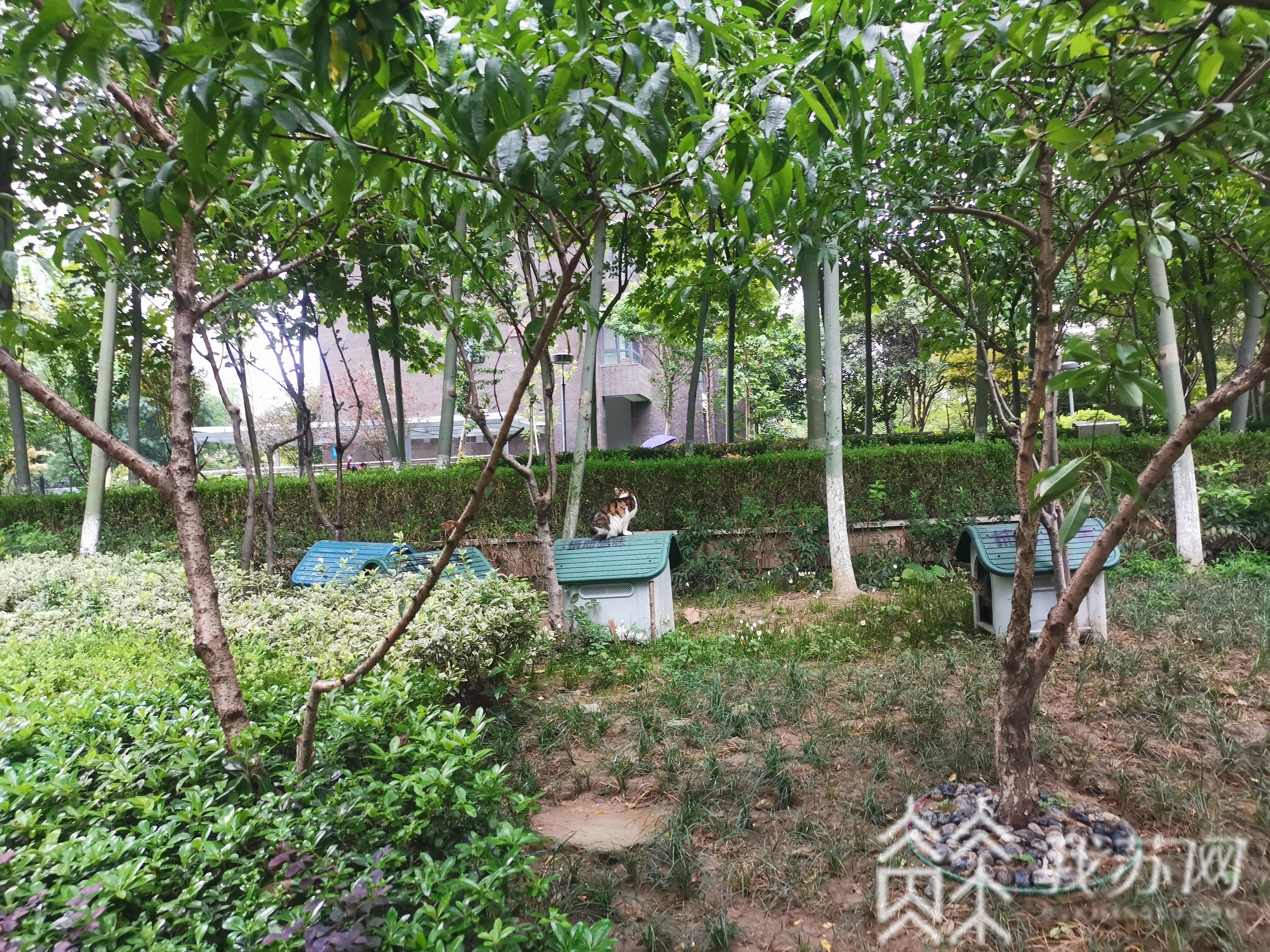「流浪」南京一小区搭猫舍喂流浪猫惹争议丨解忧帮 驱离还是喂养?