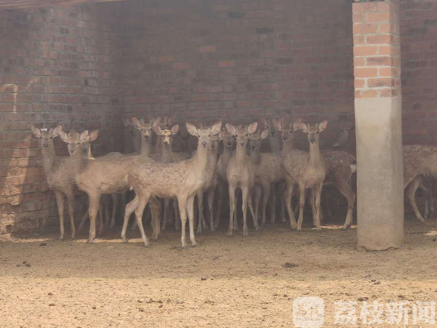 畜禽■全国或将禁食狗肉！可食用动物名单公开征求意见