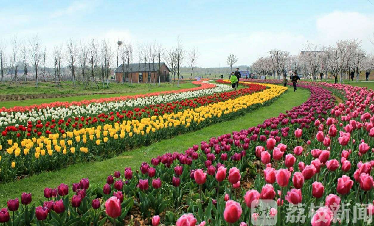 游客■郁金香、樱花、油菜花都开啦！镇江句容旅游业全面复苏